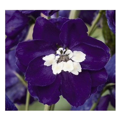 Дельфиниум высокий Magic Fountains Dark Blue White Bee - 10 шт.