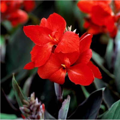 Канна садовая Tropical Bronze Scarlet - 3 шт.