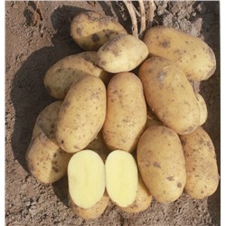 Картофель семенной Экстра (2 кг)