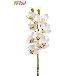 Орхидея Цимбидиум 3D - белый с желтой сердцевиной