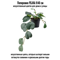 Пеперомия FEJKA 9-40 см