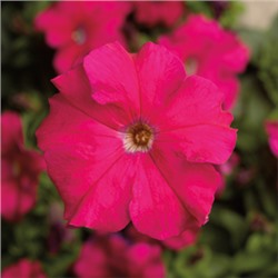 Петуния крупноцветковая TriTunia Rose - 10 шт.