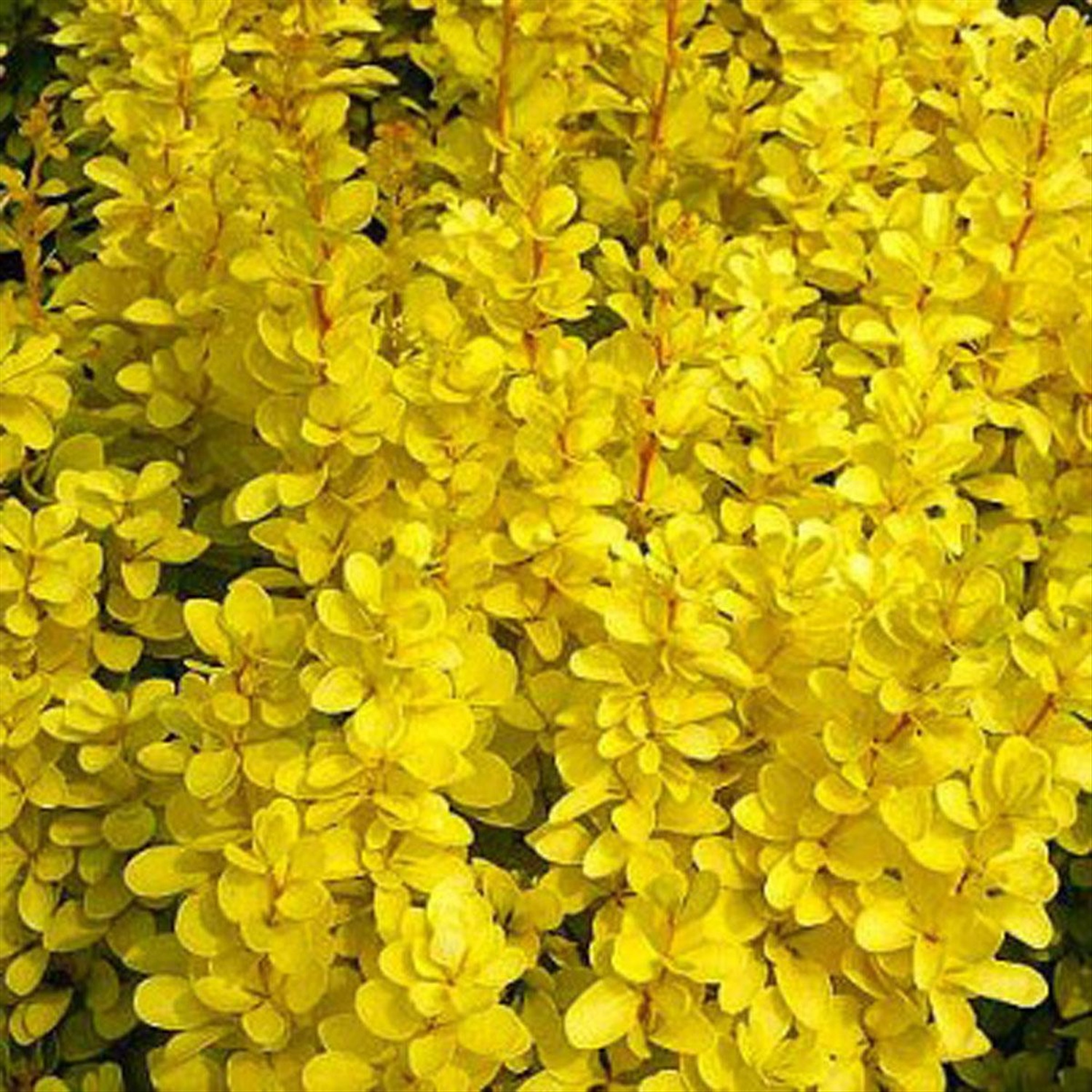 Желтый декоративный кустарник фото и название
