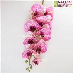 Орхидея фаленопсис (9 цветков) - бордовый-тигровый