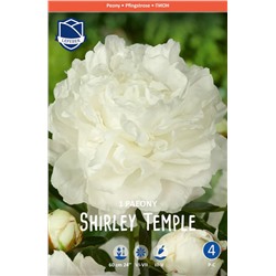 Пион травянистый Ширли Темпл (Shirley Temple)