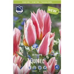 Тюльпан Квебек (Tulipa Quebec), 10 шт (разбор 11/12)