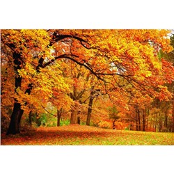 Фотобаннер, 300 × 200 см, с фотопечатью, люверсы шаг 1 м, «Осенний клён»