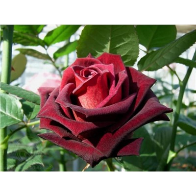 Роза (чайно-гибридная) - Черная магия