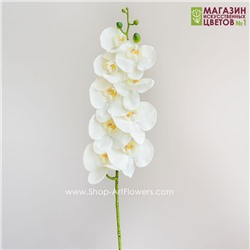 Орхидея фаленопсис "Жозель" (9 цветков) - 7 расцветок - белый