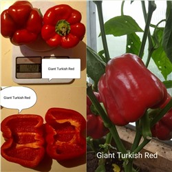 Giant Turkish red