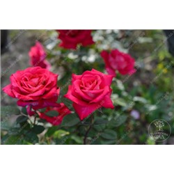Роза Акапелла (ч.-гибрид, розов)