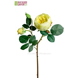 Роза Остина - светло-зеленый