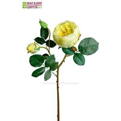 Роза Остина - светло-зеленый