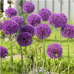 Аллиум Пепл Сенсейшн (Allium Purple Sensation), 3 шт (разбор 12/14)