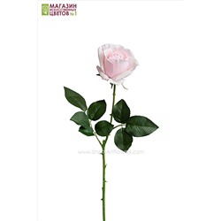Роза полураскрытая - светло-розовый