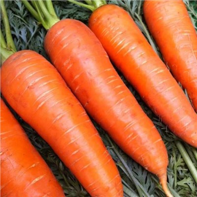 Морковь Сладкий хруст