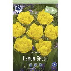 Тюльпан Лемон Шут (Tulipa Lemon Shoot), 10 шт (разбор 12/14)