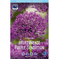 Аллиум Пепл Сенсейшн (Allium Purple Sensation), 5 шт (разбор 12/+)