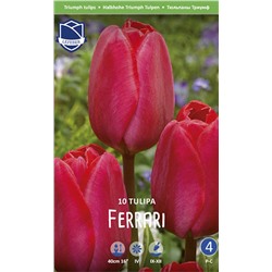 Тюльпан Феррари (Tulipa Ferrari), 10 шт (разбор 11/12)