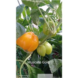 Muscato Gold