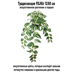 Традесканция FEJKA 12-60 см