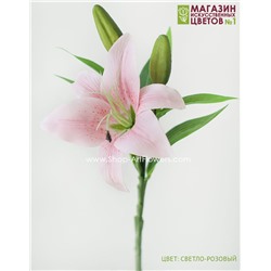 Лилия малая - светло-розовый