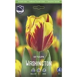 Тюльпан Вашингтон (Tulipa Washington), 10 шт (разбор 11/12)