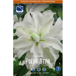 Лилия восточная Полар Стар (double Polar Star), 2 шт (разбор 18/20!)