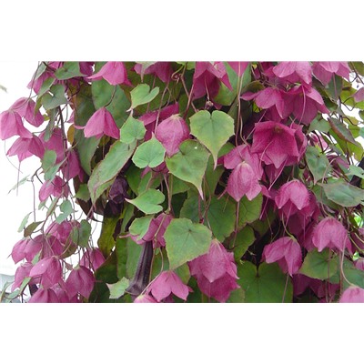 Родохитон Rhodos black purple - 5 шт.