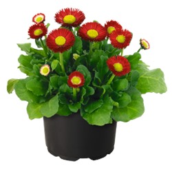 Маргаритка BellaDaisy Red - 10 шт.