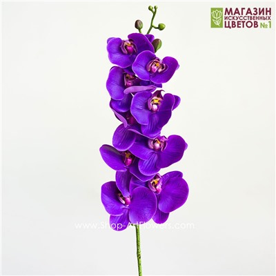 Орхидея фаленопсис "Жозель" (9 цветков) - 7 расцветок - фиолетовый