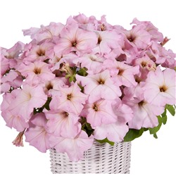 Петуния ампельная гибридная Capri F1 Light Pink - 5 шт.