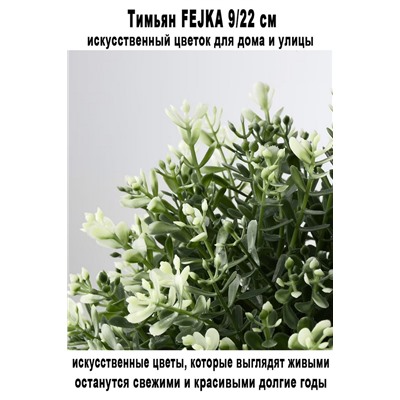 Тимьян FEJKA 9-22 см