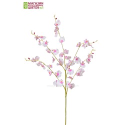Орхидея Онцидиум - бело-розовый