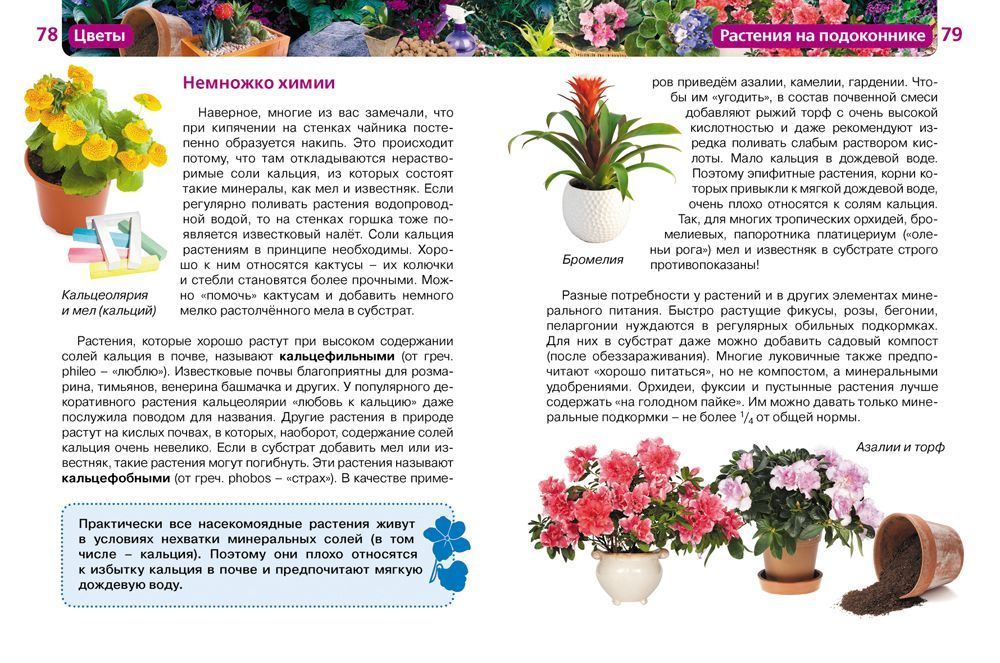 Справочник садовых цветов с фото