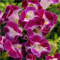 Торения Фурнье KAUAI MAGENTA - 5 шт.