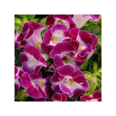 Торения Фурнье KAUAI MAGENTA - 5 шт.