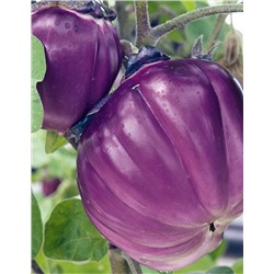 Баклажан Виолетта ди Фиренце (УД) 20 шт. цв.п