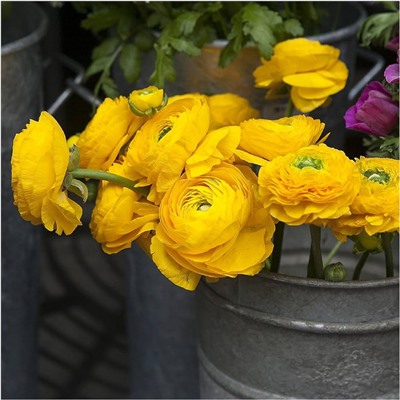 Ранункулюс азиатский Авив Йеллоу (Ranunculus Aviv YELLOW), 15 шт (разбор 7/8)