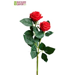 Роза двойная пионовидная - красный