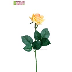 Роза малая - персиковый