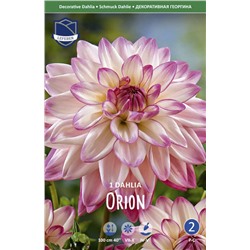 Георгина декоративная Орион (Orion), 1 шт