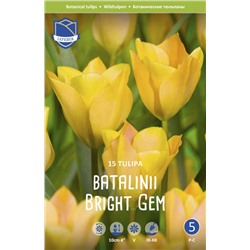 Тюльпан Баталини Брайт Джем (Tulipa Batalinii Bright Gem), 15 шт