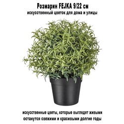 Розмарин FEJKA 9-22 см