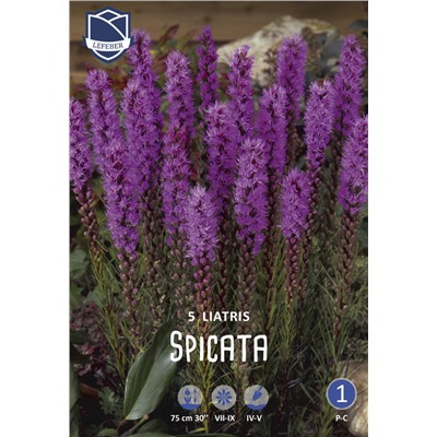 Лиатрис Спиката (Liatris spicata), 5 шт