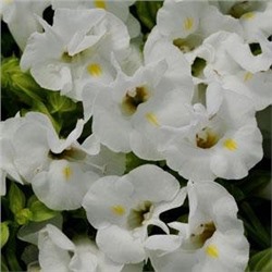 Торения Фурнье KAUAI WHITE - 5 шт.