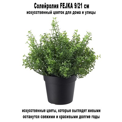 Солейролия FEJKA 9-21 см