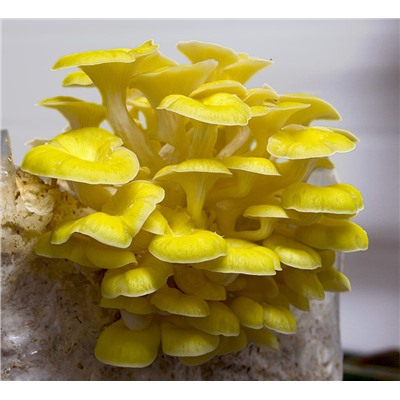 Мицелий Вешенка лимонная, 12 палочек (ПРЕСТИЖ) Это один из любимых грибов жителей Приморского края.
