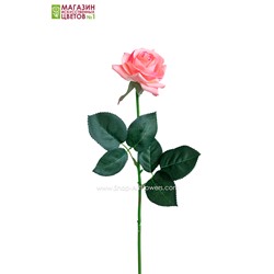 Роза малая - розово-коралловый