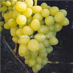 Виноград плодовый Аркадия, очень ранний,крупный